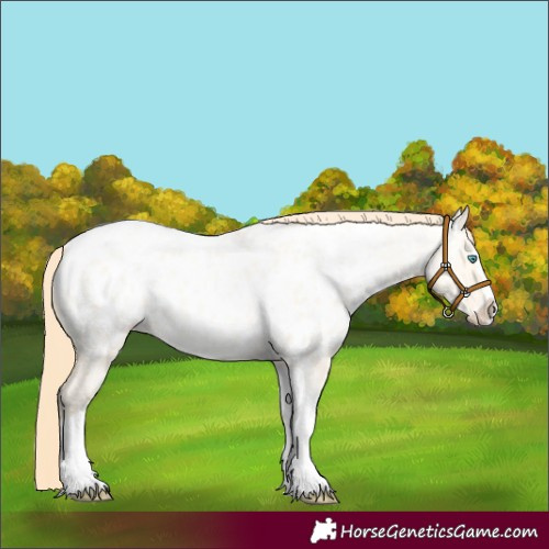 Horse Color:Buckskin Pearl Dun Splash Tobiano Appaloosa Rabicano 
