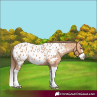 Horse Color:Bay Dun Splash Appaloosa Rabicano