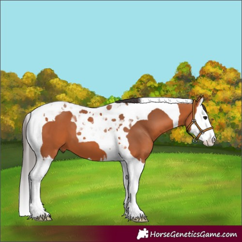 Horse Color:Unknown 