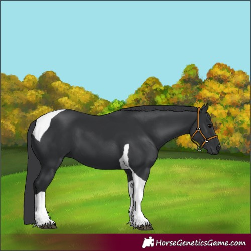 Horse Color:Black Tobiano 