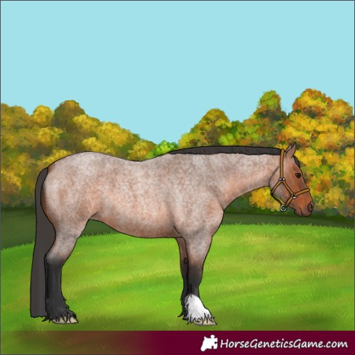 Horse Color:Bay Roan 