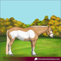 Horse Color:Palomino Frame 
