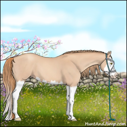 Horse Color:Gold Champagne Splash 