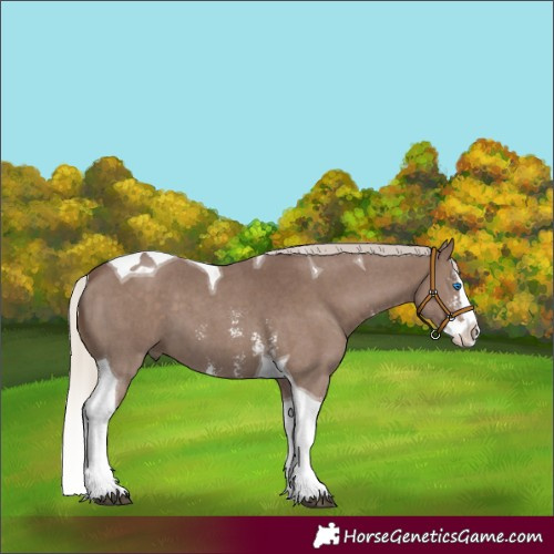 Horse Color:Silver Black Sabino Splash Tobiano 