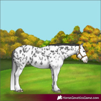 Horse Color:Black Sabino Splash Appaloosa 