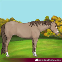 Horse Color:Classic Champagne 