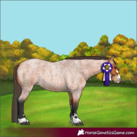 Horse Color:Bay Roan 