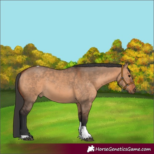 Horse Color:Bay Dun Tobiano 