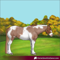 Horse Color:Red Roan Tobiano Frame Appaloosa 