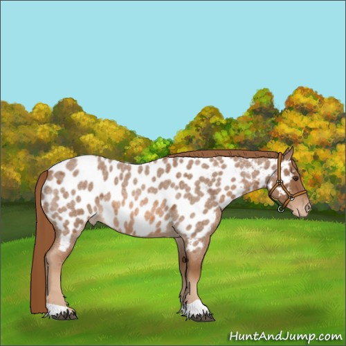 Horse Color:Red Roan Appaloosa 