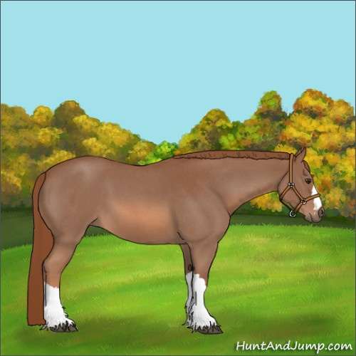 Horse Color:Red Roan 