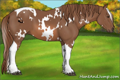 Horse Color:White Spotted Chestnut Tobiano