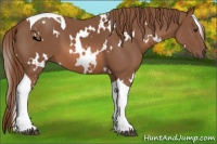 Horse Color:White Spotted Chestnut Tobiano 