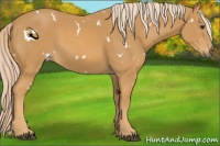 Horse Color:White Spotted Palomino 