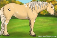 Horse Color:White Spotted Palomino Sabino 
