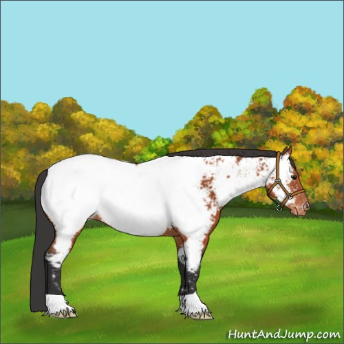 Horse Color:Unknown 