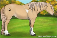 Horse Color:Palomino Dun Sabino Tobiano
