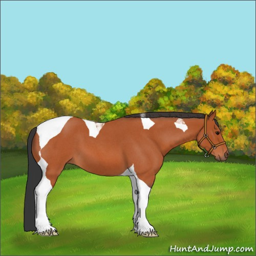 Horse Color:Unknown 