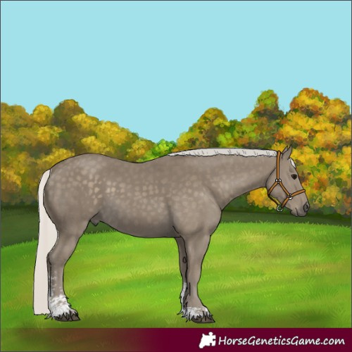 Horse Color:Unknown 