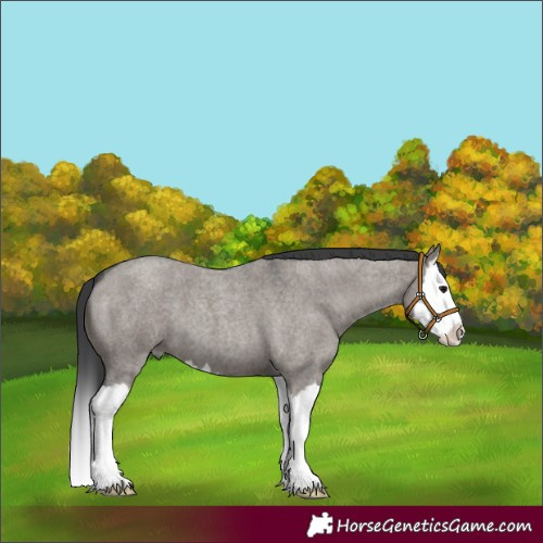 Horse Color:Grullo Roan Splash 