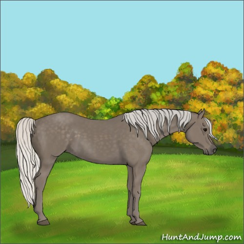 Horse Color:Silver Smoky Black 