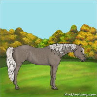 Horse Color:Silver Smoky Black 