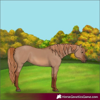Horse Color:Red Dun 