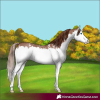 Horse Color:Chestnut Sabino Splash 