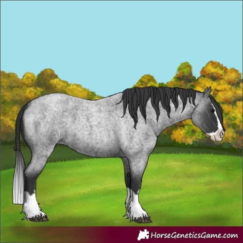 Horse Color:Blue Roan Splash 