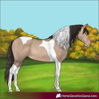 Horse Color:Sable Champagne Dun Tobiano 