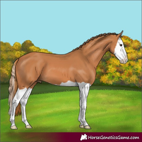 Horse Color:Chestnut Splash 