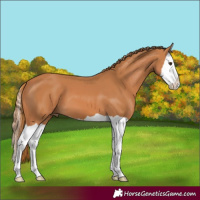 Horse Color:Chestnut Splash