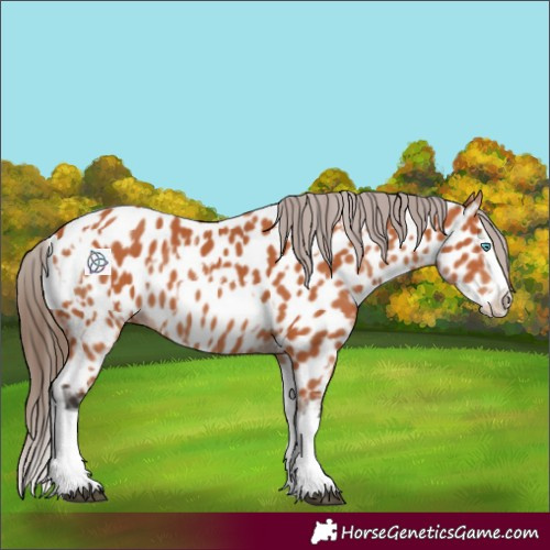 Horse Color:Bay Splash Tobiano Appaloosa  and Bay Splash Appaloosa 