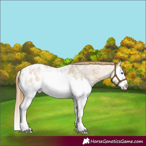 Horse Color:Buckskin Roan Dun Splash Appaloosa 