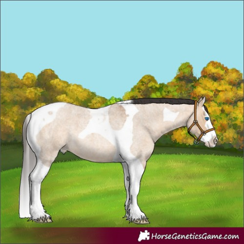 Horse Color:Unknown 