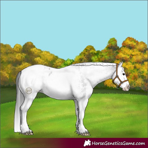 Horse Color:White Spotted Blue Roan Splash Appaloosa 