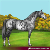 Horse Color:Black  and Gray Black 