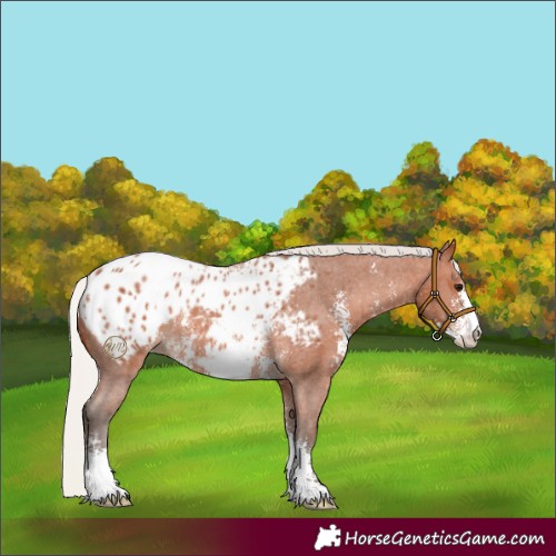 Horse Color:Silver Bay Sabino Appaloosa Rabicano 