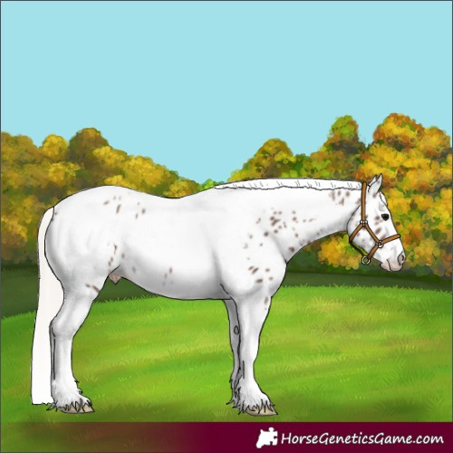 Horse Color:Silver Black Tobiano Frame Appaloosa 