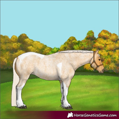 Horse Color:Silver Buckskin Roan Tobiano 