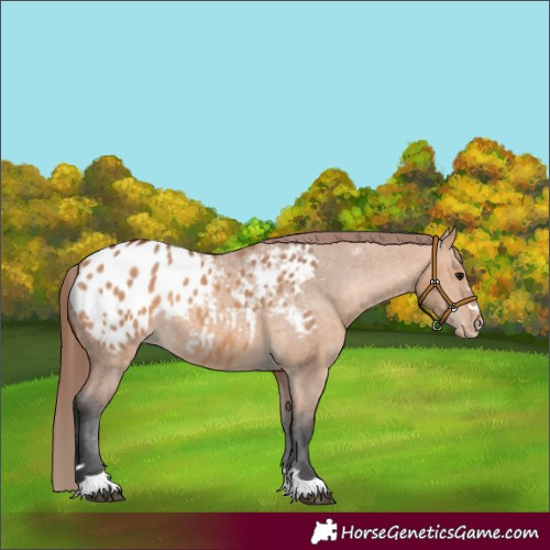 Horse Color:Bay Dun Appaloosa 