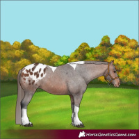 Horse Color:Bay Tobiano Appaloosa 