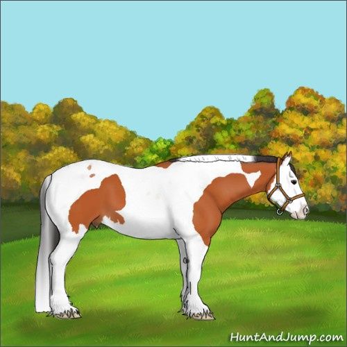 Horse Color:Bay Sabino Splash Tobiano 
