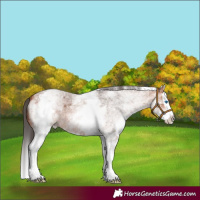 Horse Color:White Spotted Bay Roan Splash 