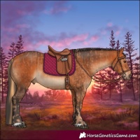 Horse Color:Chestnut  and Bay 