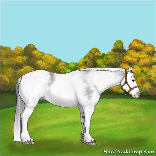 Horse Color:Unknown 
