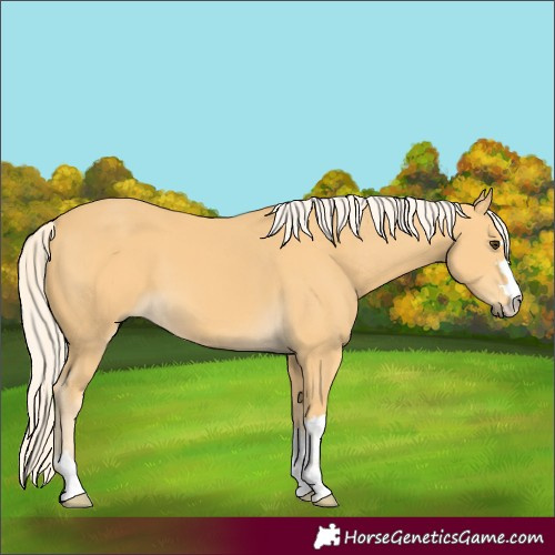 Horse Color:Palomino