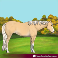 Horse Color:Palomino 