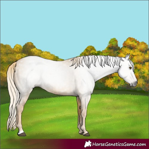 Horse Color:Gray Palomino Dun 