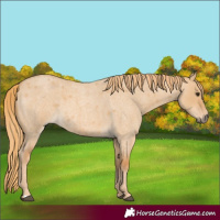 Horse Color:Red Dun Roan 